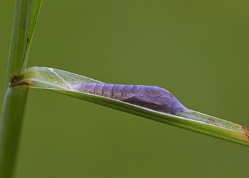 Eufala Skipper chrysalis